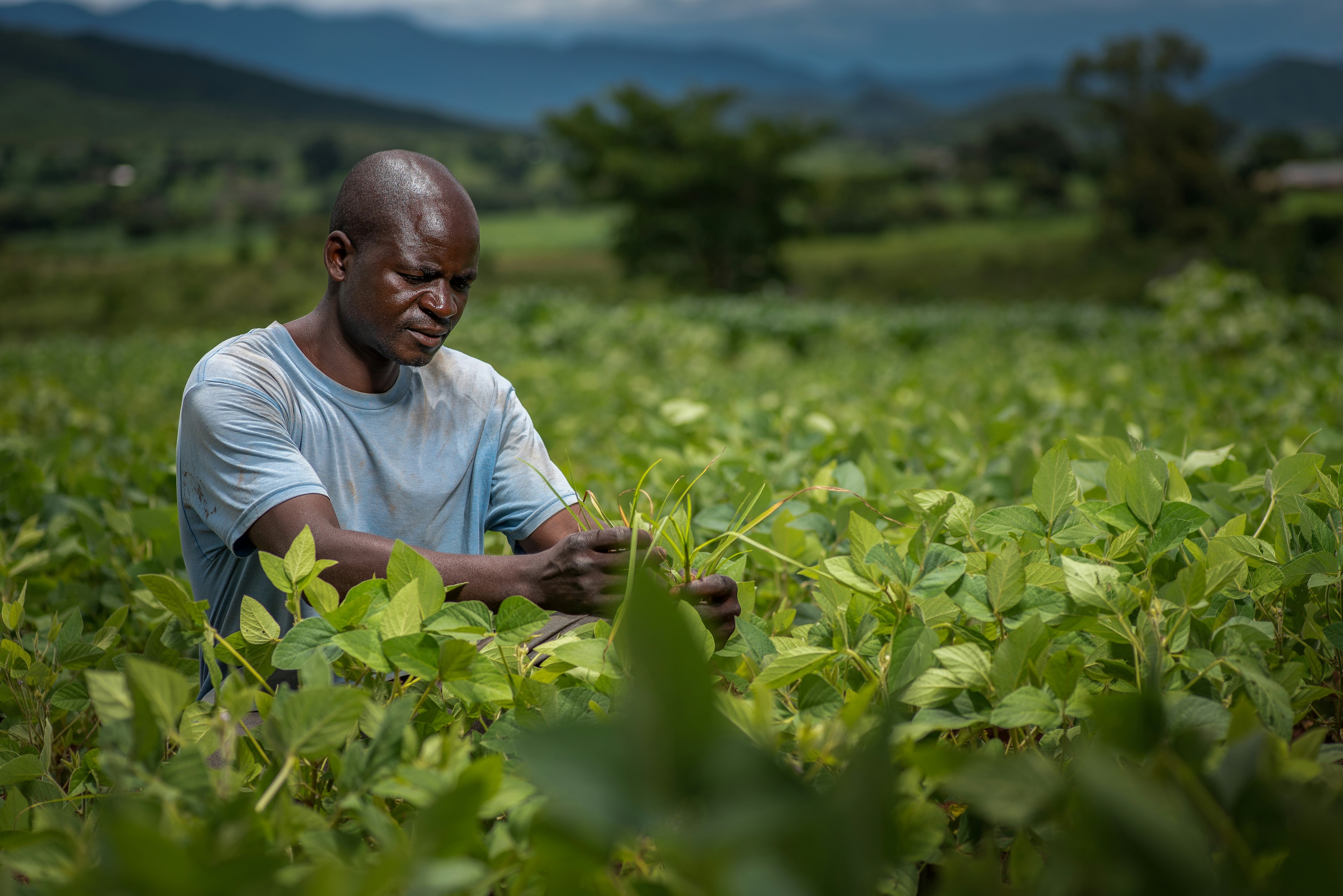 Women farming cassava in Sierra Leone